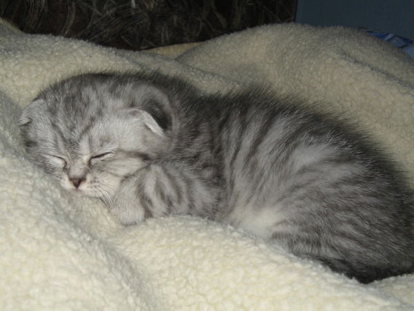 Ольга Солина