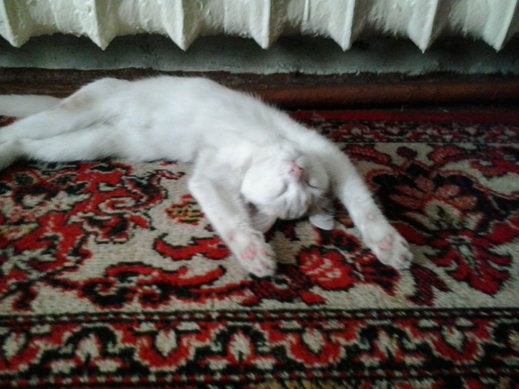 Серега Бойко