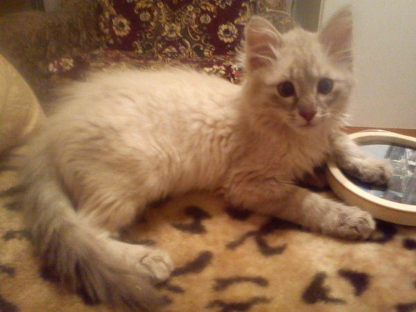 Радиф Ибрагимов