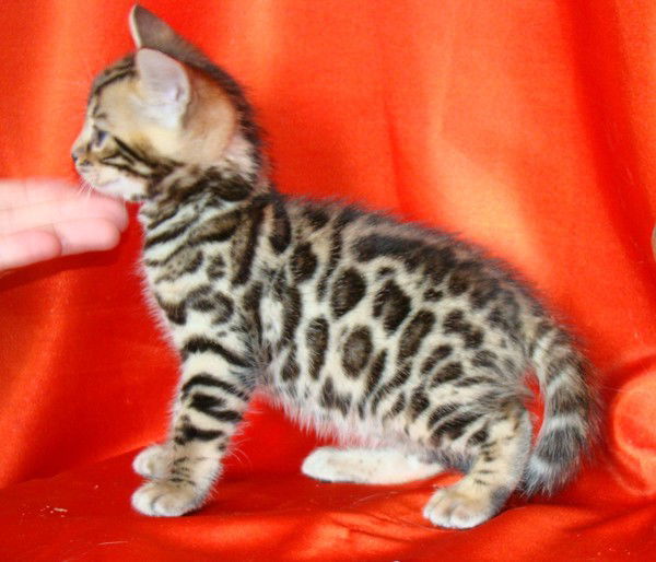 Екатерина Горбатюк