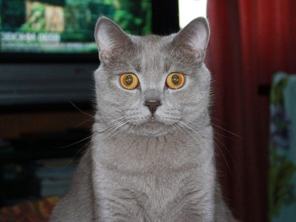 Павел Авраменко