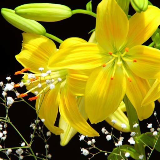 Жанар Меирбекова