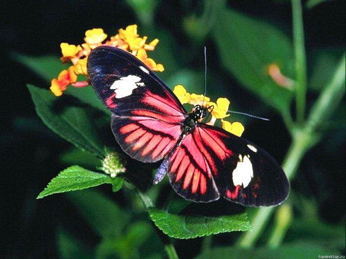 Валерий Соколов