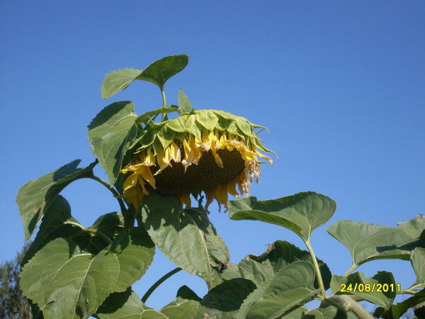 Марат Рахимов