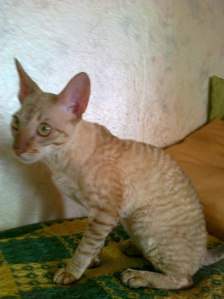 Ooo Мис. (Монтаж Инженерных Систем)