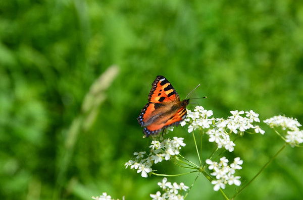 Иванова Тамара