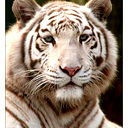 Сергей Егоров