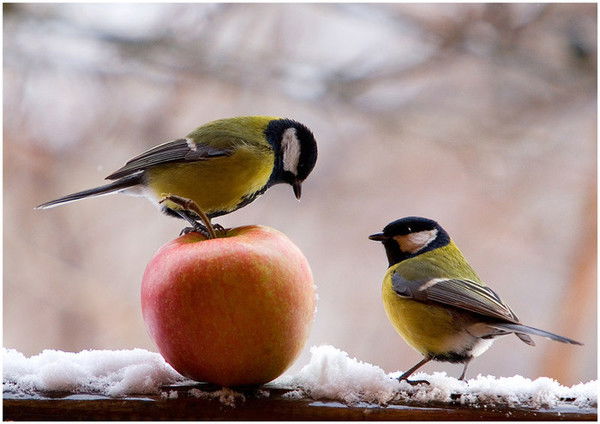 Сергей Тилипин
