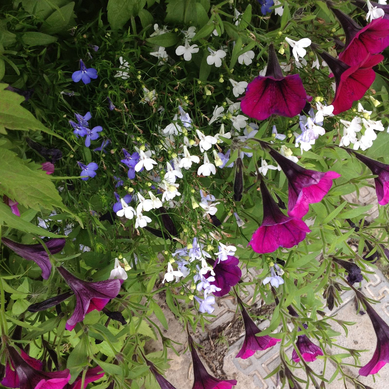 Дарья Маркова