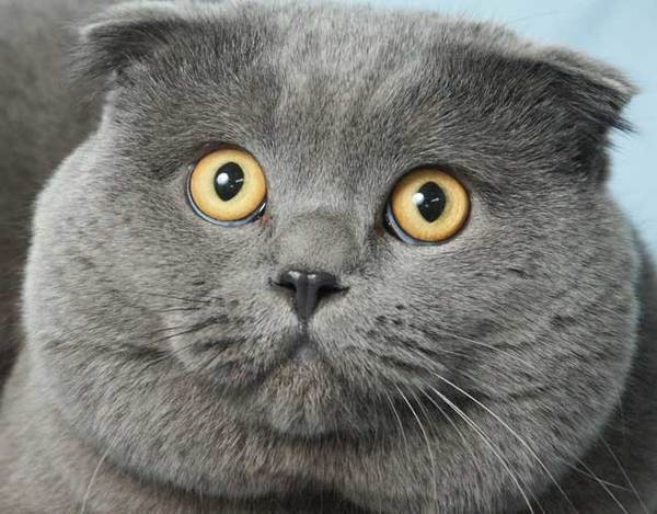 Оксана Зосим