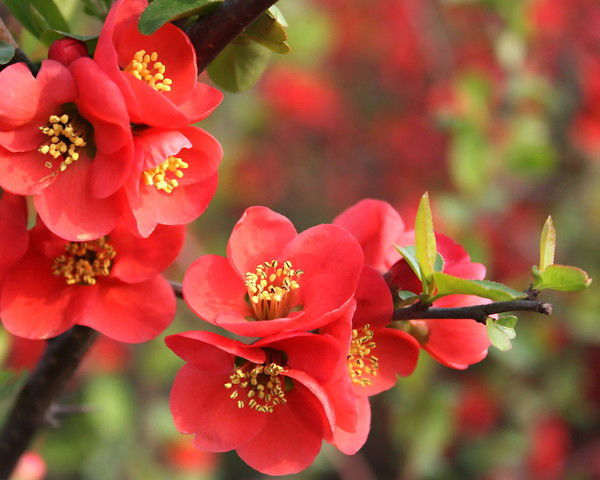 Алия Ещанова