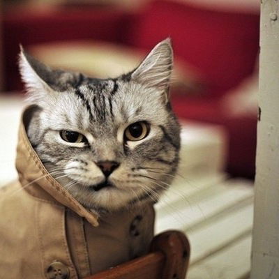 Денис Мишуров