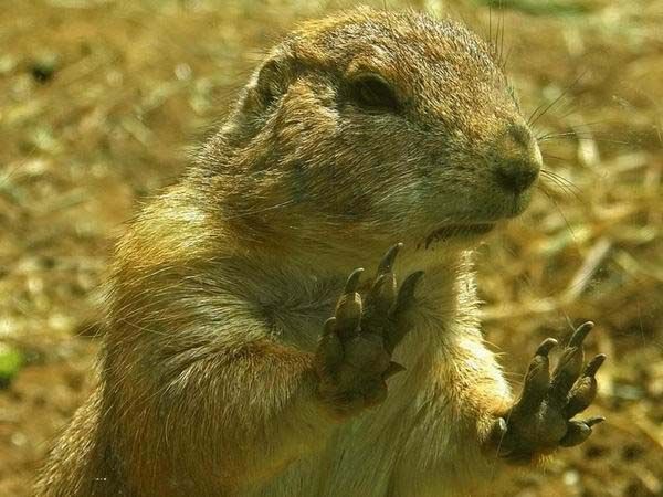 Влад Коновалов