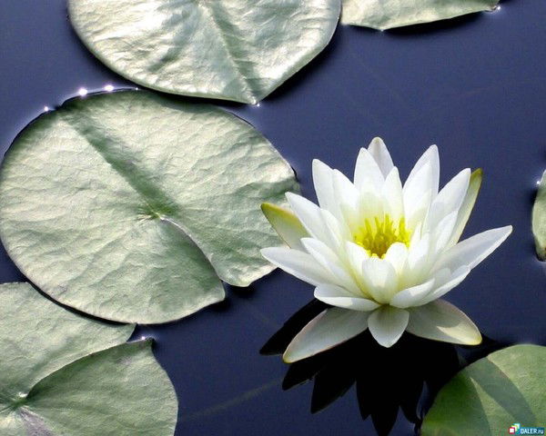 Саодат Тулеметова