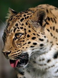 Юлия Бардовских