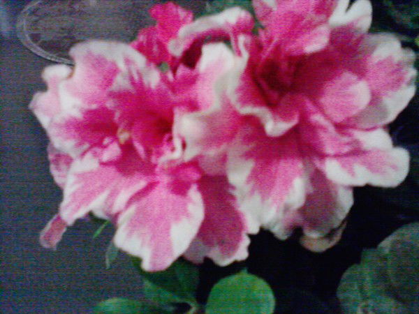 Елена Слипченко