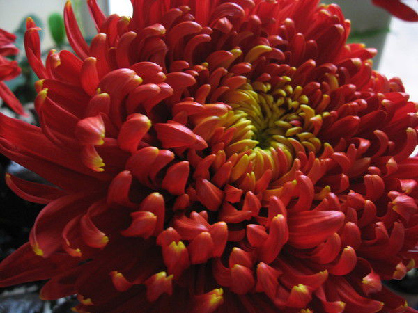 Аня Михалева