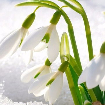 Таня Колоднацкая