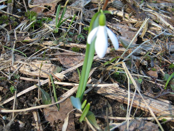 Милана Колмовская