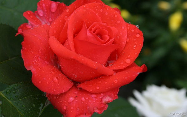 Ирина Семина