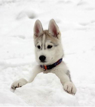 Юлия Штефан