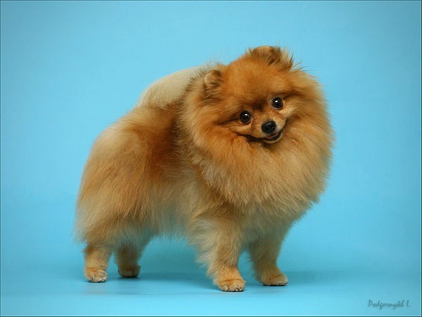 Аня Шаманова