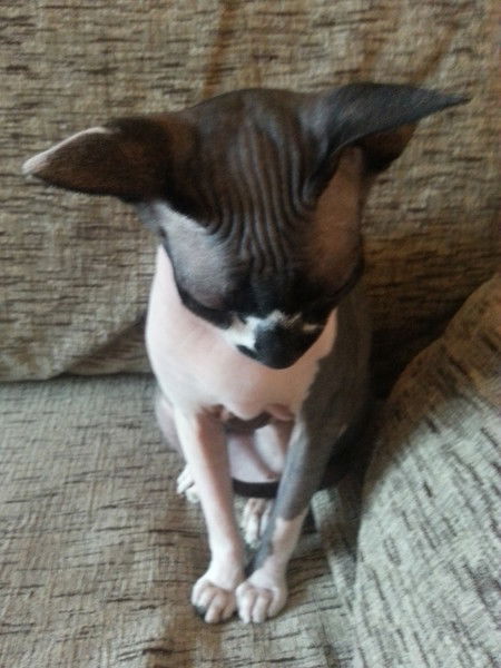 Сашка Милашка