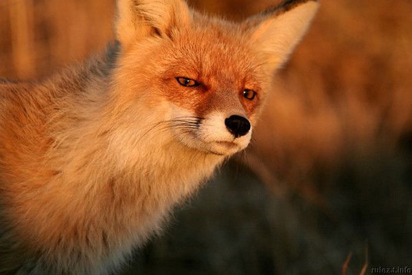 Лиса Патрикеевна