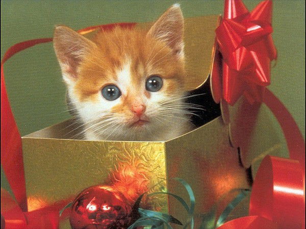 Вероника Тимофеева