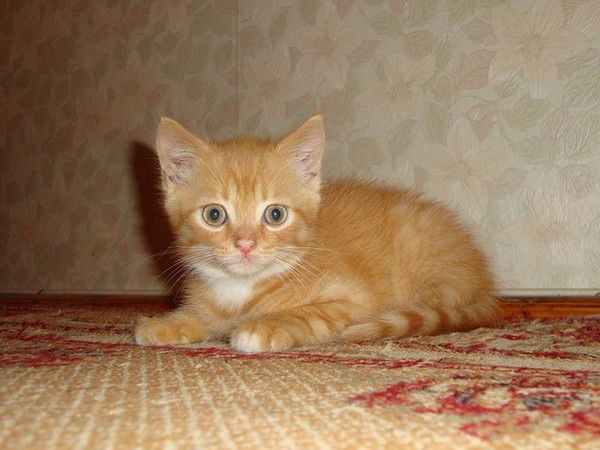 Тарас Ховрич