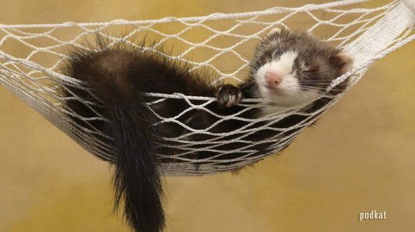 Макс Губарев