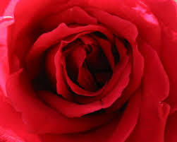 Людмила Гавриловская