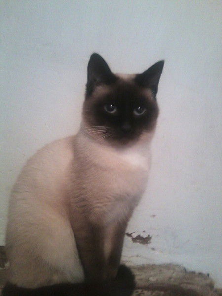 Ольга Андреева-Сопина