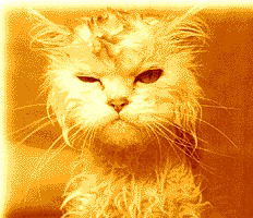 Ринат Сенжапов