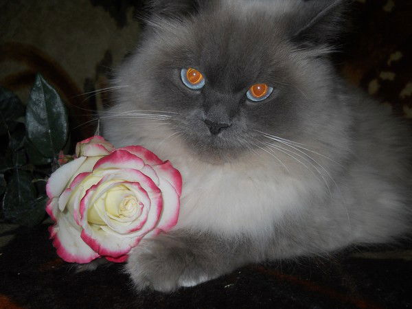 Артур Сулейманов