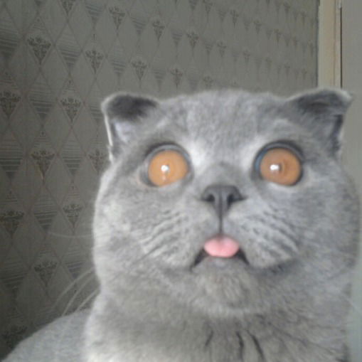 Елена Дерягина