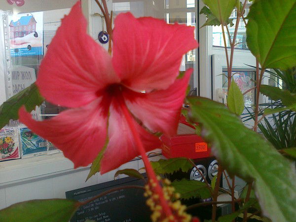 Светлана Степанова