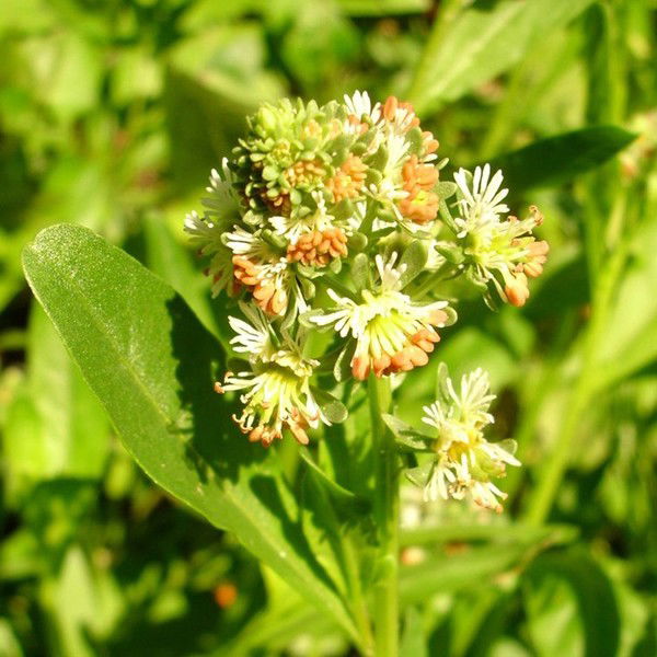 Ризида Ромашова