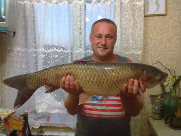 Гена Кашкарёв