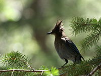 Илья Семёнов