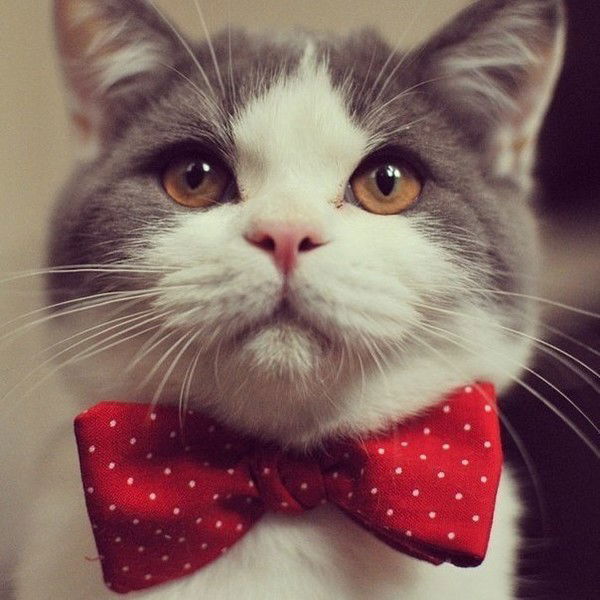 Илья Колесников