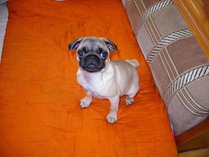 Вячеслав Razor