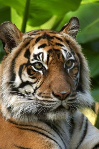 Михаил Серцов