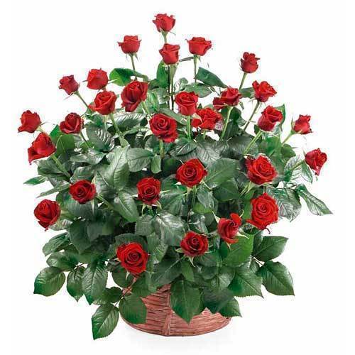 Светлана Бурцева