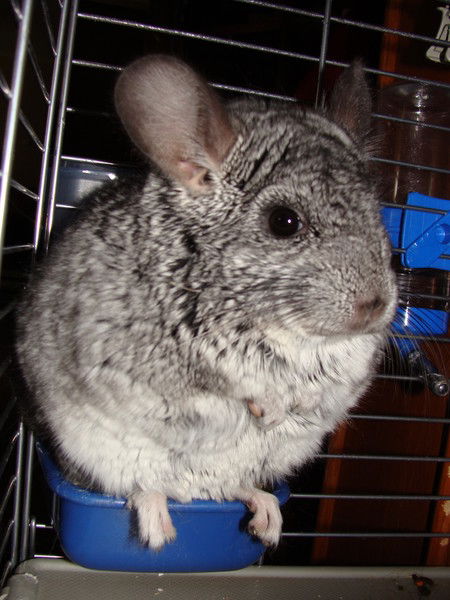 Елена Еремеева