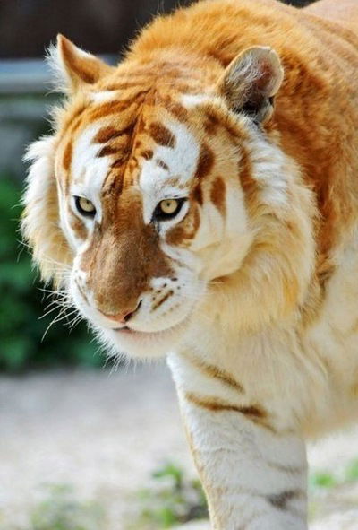 Миша Беляев