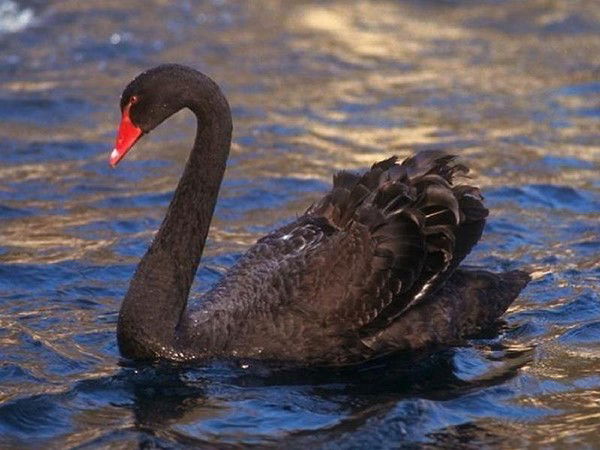 Фарид Сулейманов