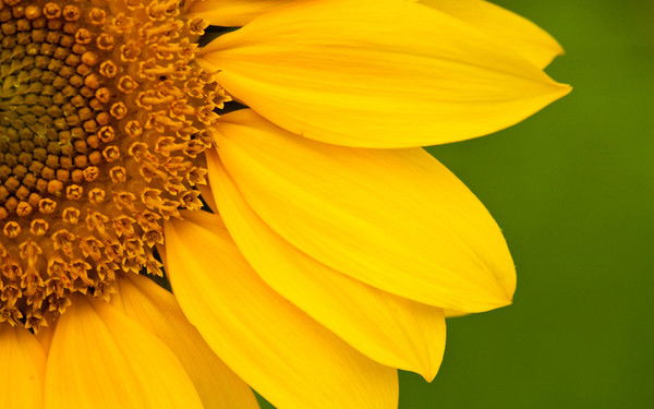 Евгений Петров