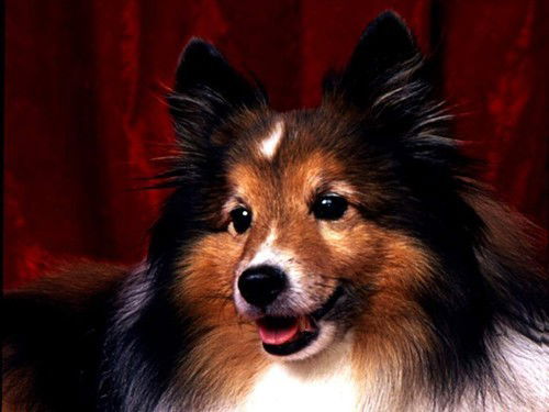 Лилия Косарева