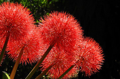 Наташа Чабан